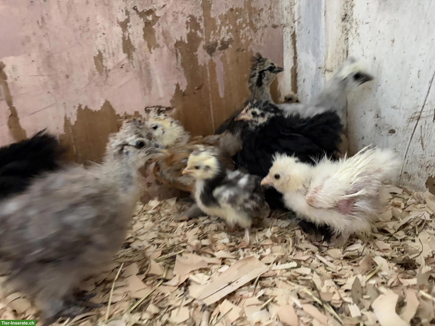 Bild 6: 11 US Silkies und 3 Cochins