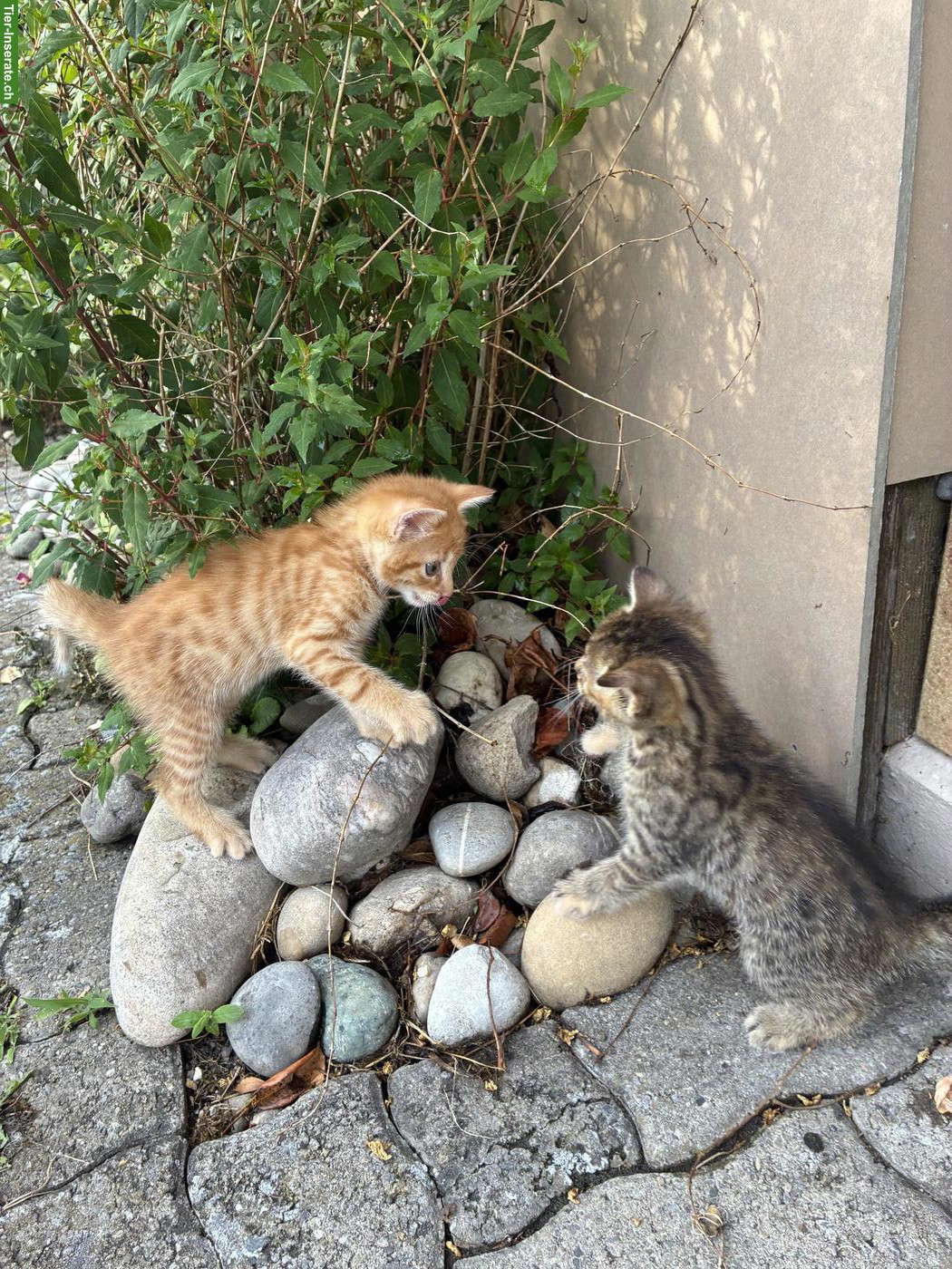 Babykatzen zu verkaufen