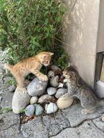 Babykatzen zu verkaufen