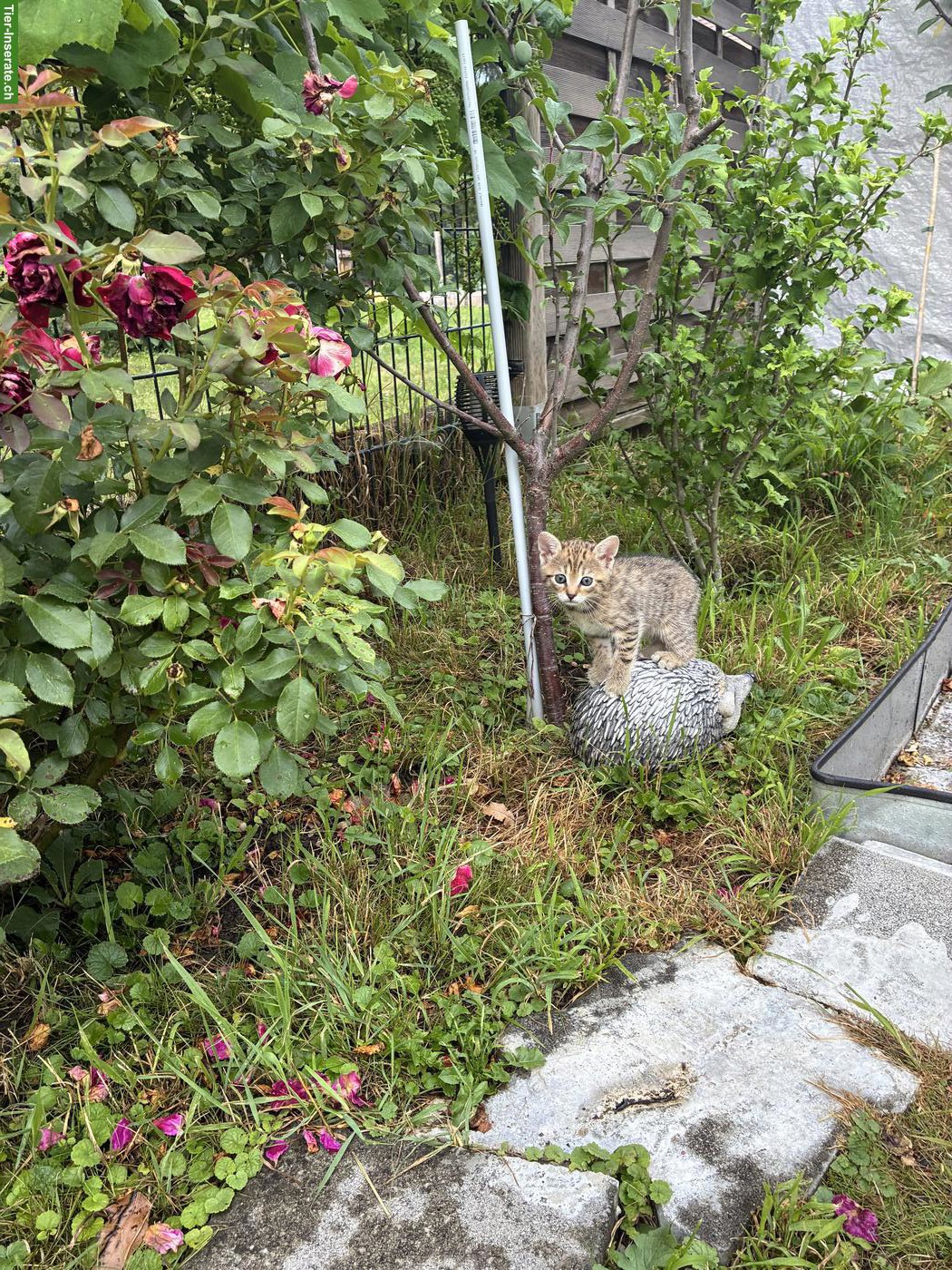 Bild 2: Babykatzen zu verkaufen