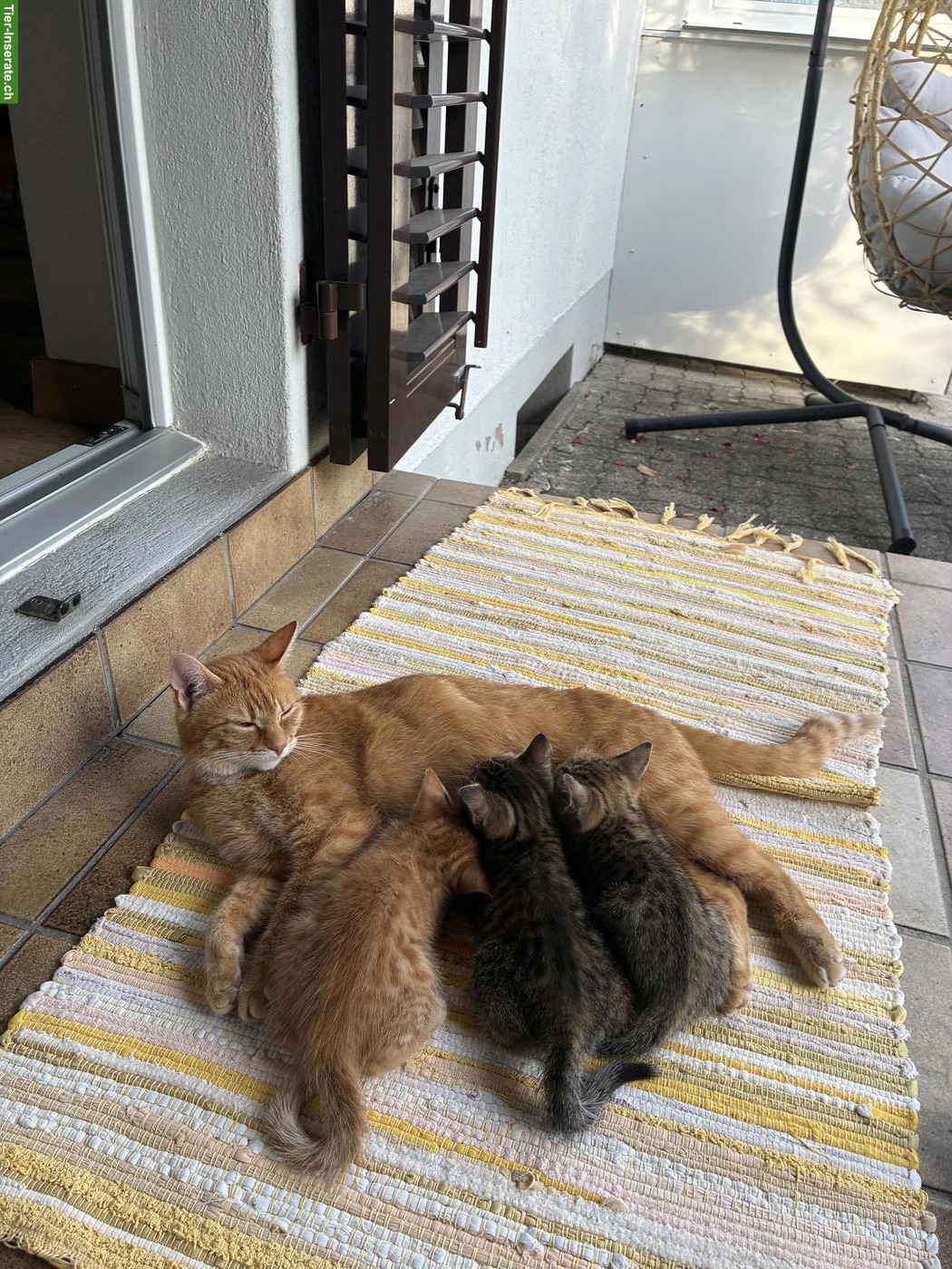 Bild 3: Babykatzen zu verkaufen