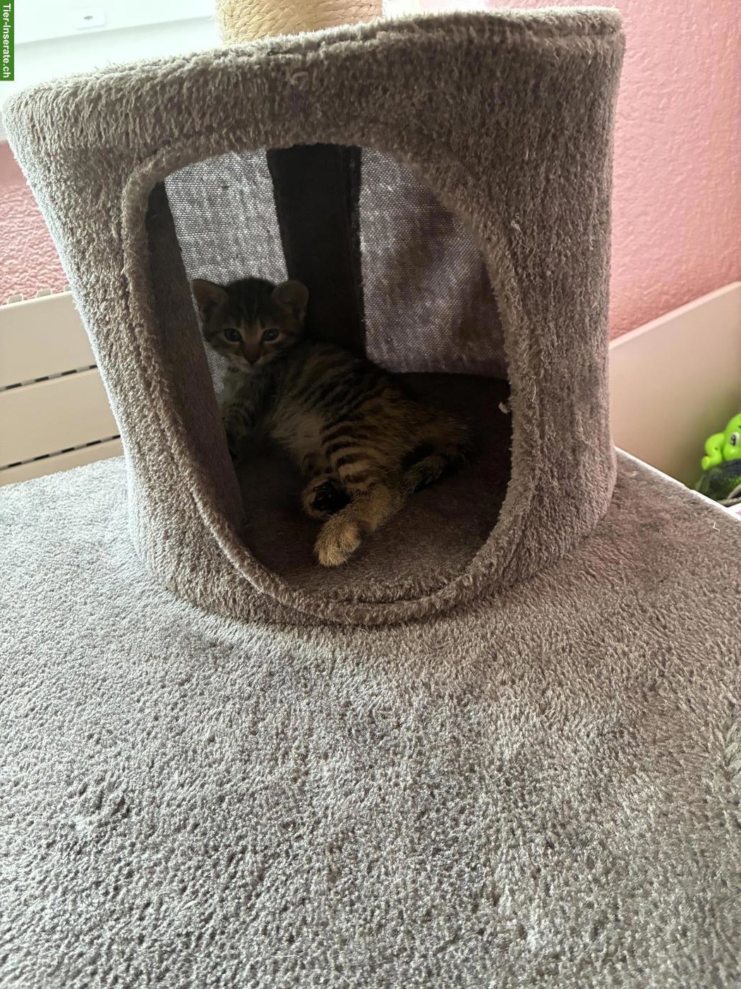 Bild 4: Babykatzen zu verkaufen