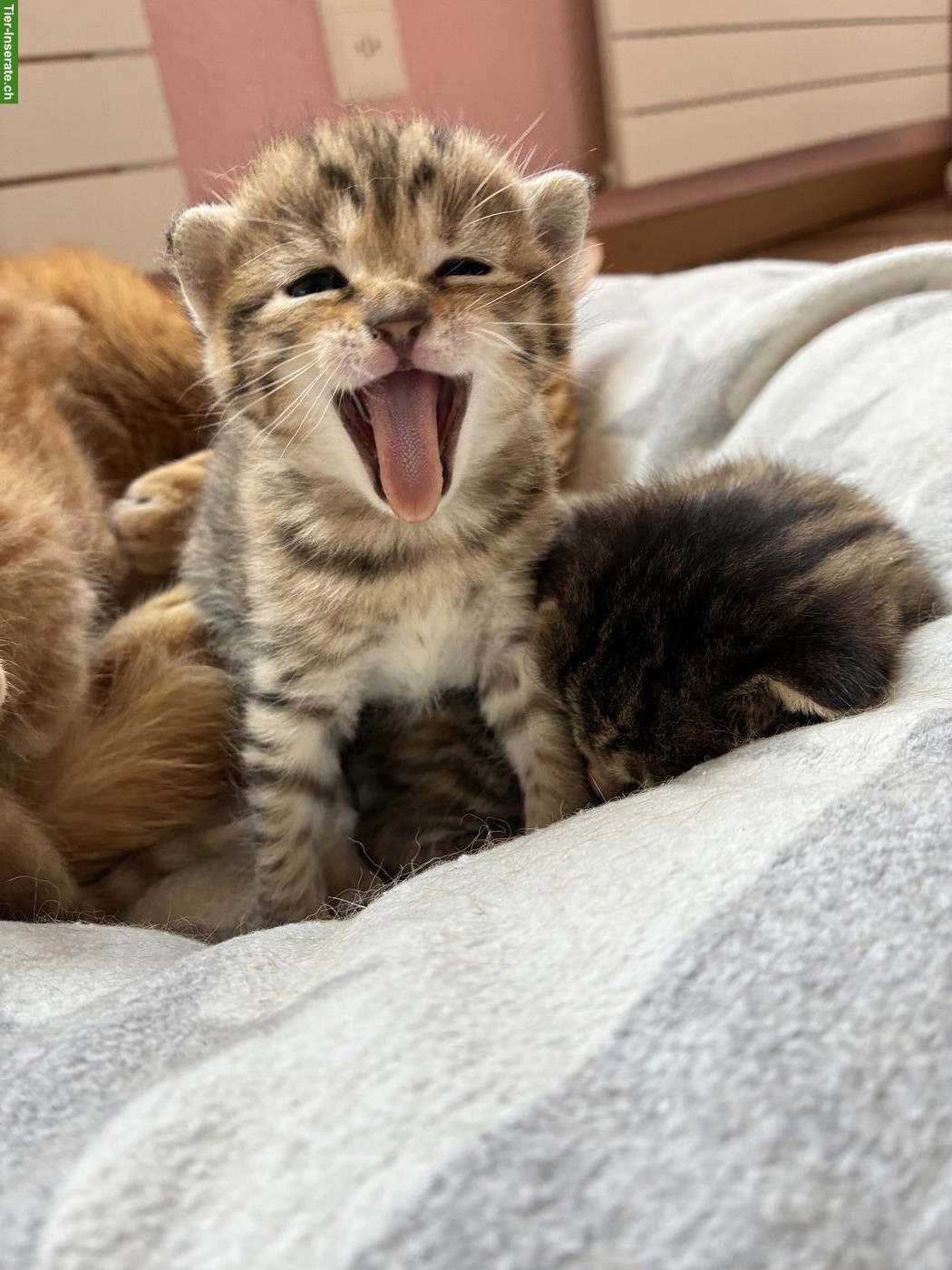 Bild 5: Babykatzen zu verkaufen