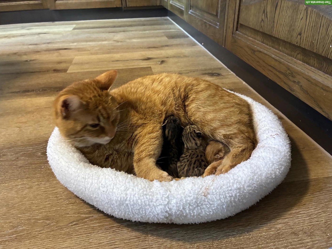 Bild 6: Babykatzen zu verkaufen