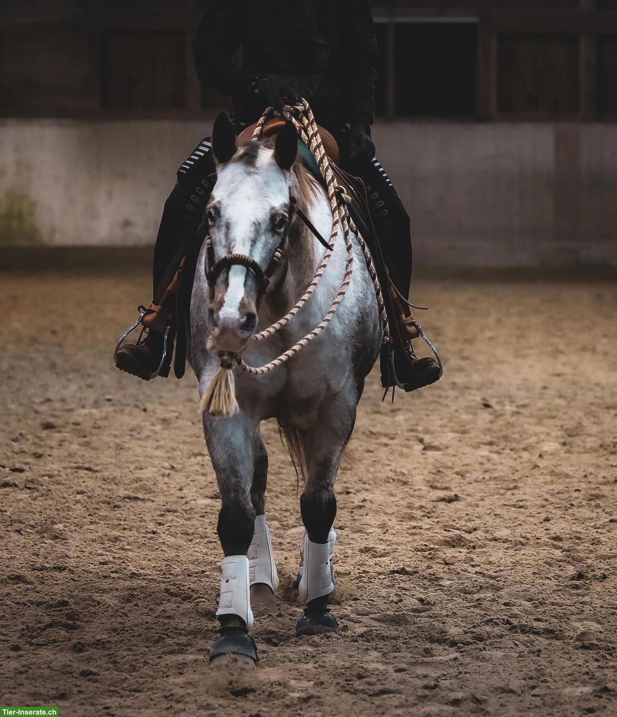 Pflegebeteiligung für lustigen Appaloosa Wallach in Affeltrangen TG