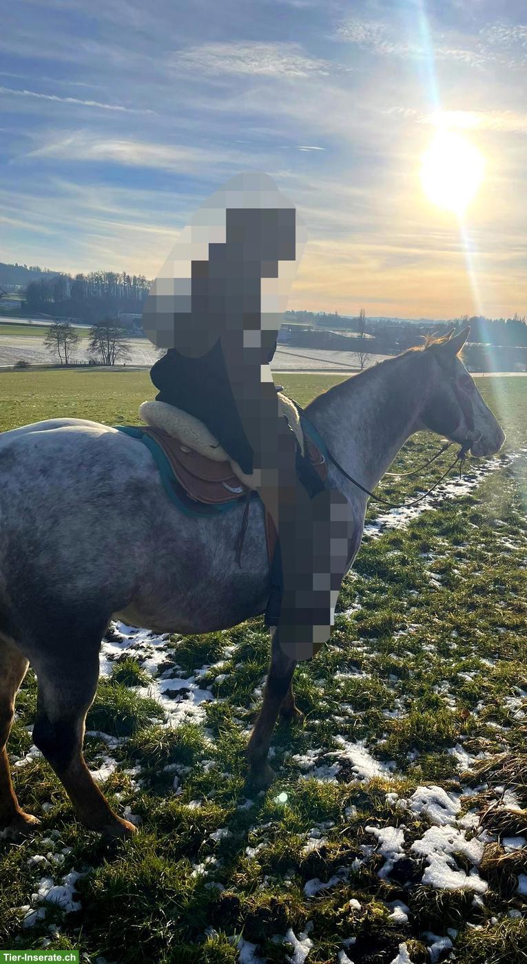 Bild 2: Pflegebeteiligung für lustigen Appaloosa Wallach in Affeltrangen TG