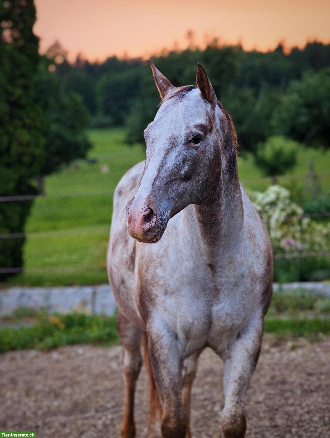 Bild 3: Pflegebeteiligung für lustigen Appaloosa Wallach in Affeltrangen TG