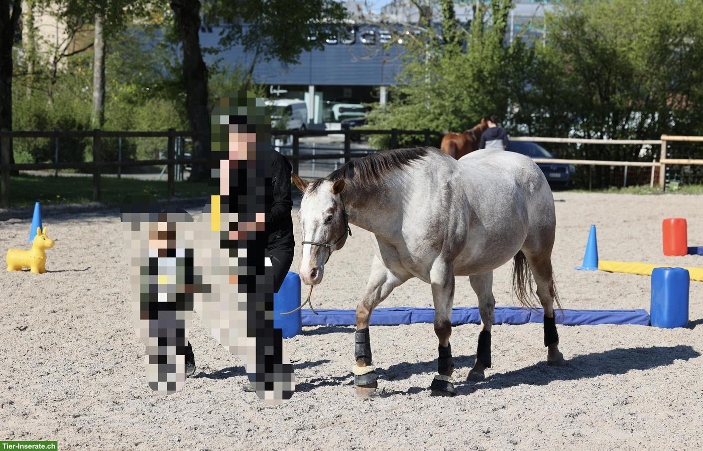 Bild 4: Pflegebeteiligung für lustigen Appaloosa Wallach in Affeltrangen TG