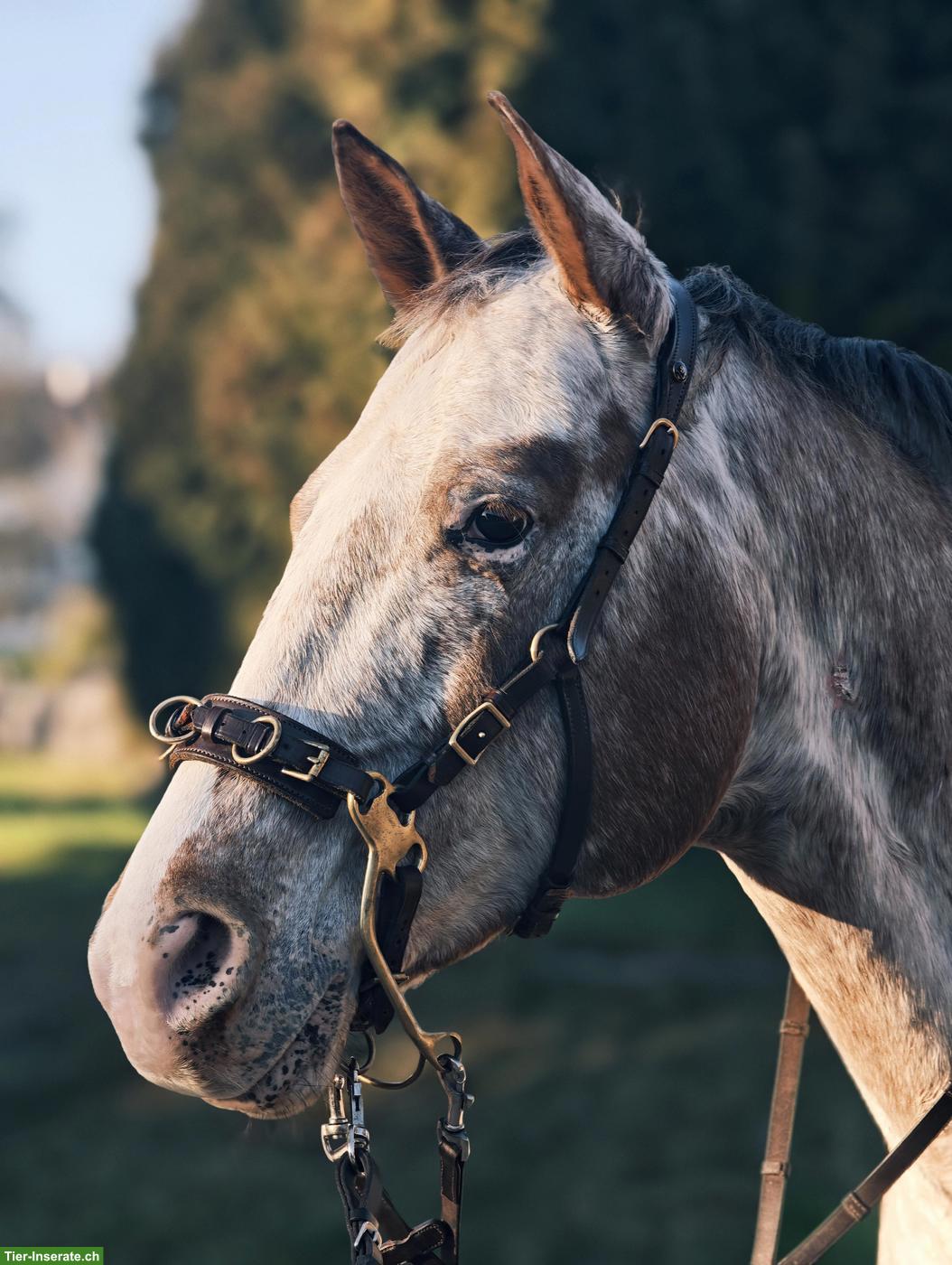 Bild 5: Pflegebeteiligung für lustigen Appaloosa Wallach in Affeltrangen TG
