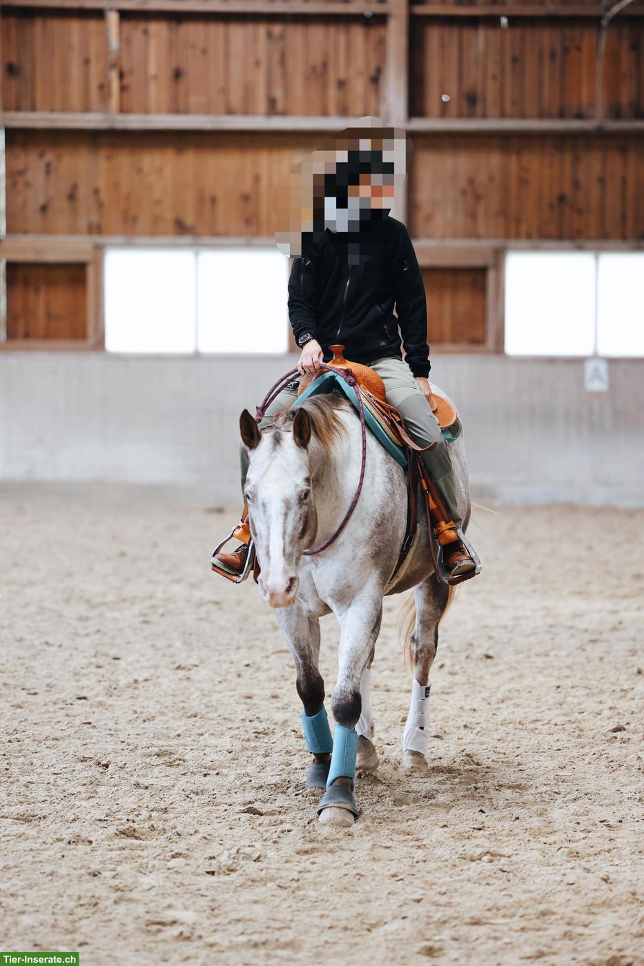 Bild 6: Pflegebeteiligung für lustigen Appaloosa Wallach in Affeltrangen TG