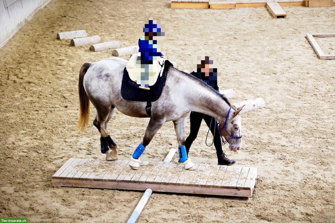 Bild 7: Pflegebeteiligung für lustigen Appaloosa Wallach in Affeltrangen TG