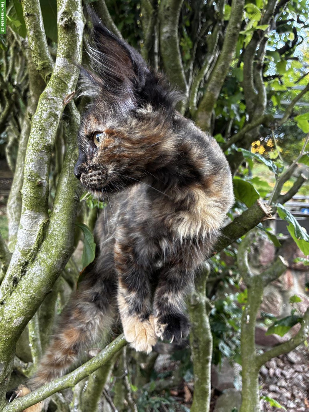 Maine Coon Kitten (Kätzin) mit Stammbaum