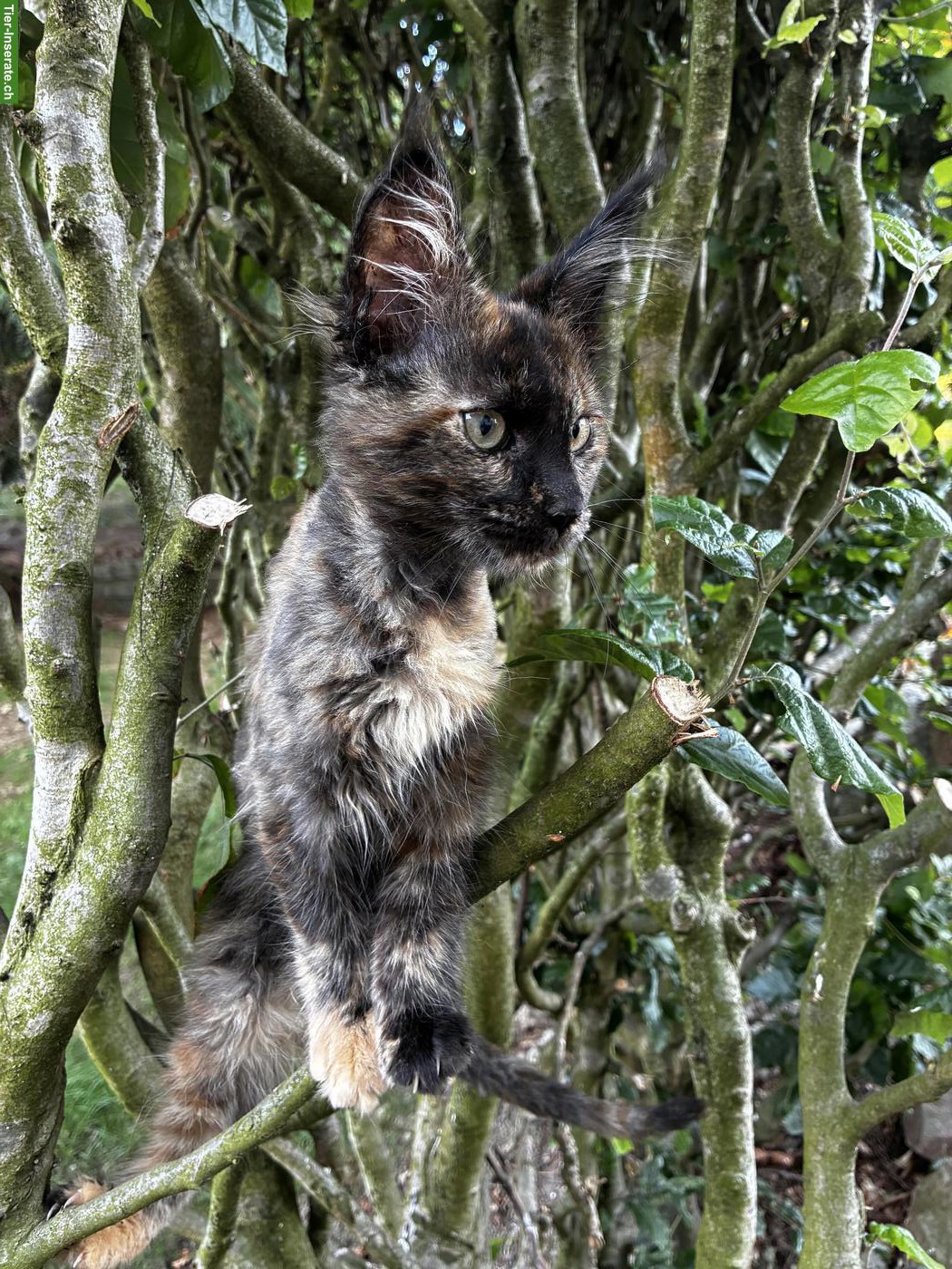 Bild 3: Maine Coon Kitten (Kätzin) mit Stammbaum