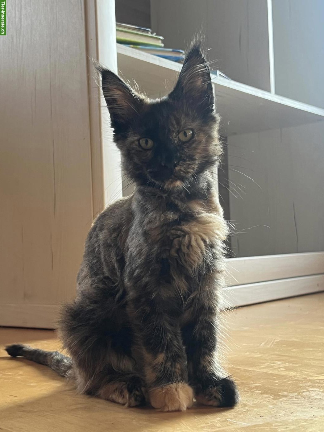 Bild 4: Maine Coon Kitten (Kätzin) mit Stammbaum