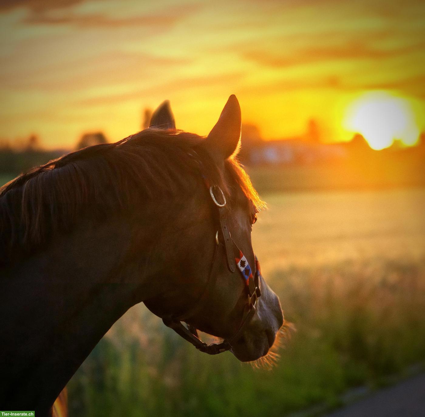 Schönstes Sportpony der Welt sucht feinfühlige Pflegebeteiligung