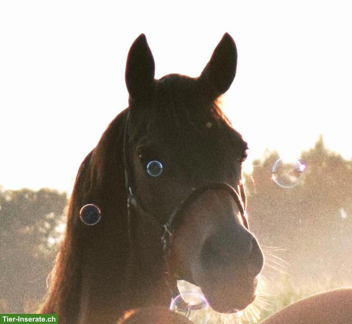 Bild 2: Schönstes Sportpony der Welt sucht feinfühlige Pflegebeteiligung