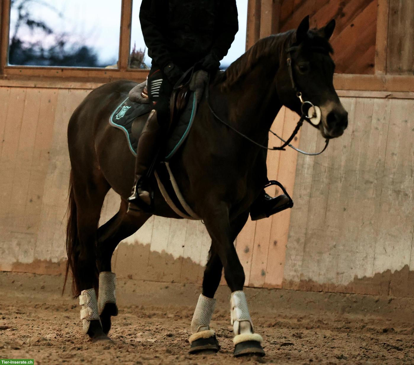 Bild 3: Schönstes Sportpony der Welt sucht feinfühlige Pflegebeteiligung