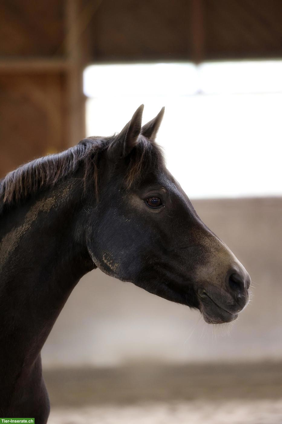 Bild 4: Schönstes Sportpony der Welt sucht feinfühlige Pflegebeteiligung