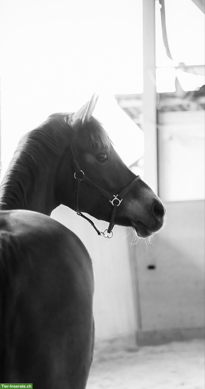 Bild 5: Schönstes Sportpony der Welt sucht feinfühlige Pflegebeteiligung