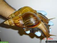 Suche Abnehmer für Achatschnecken-Nachwuchs (Lissachatina fulica)