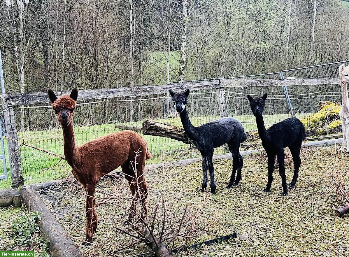 Bild 3: Alpaka Hengste aus liebevoller Zucht