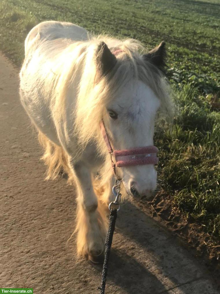 Tinker Kinderpony sucht liebevolles Zuhause