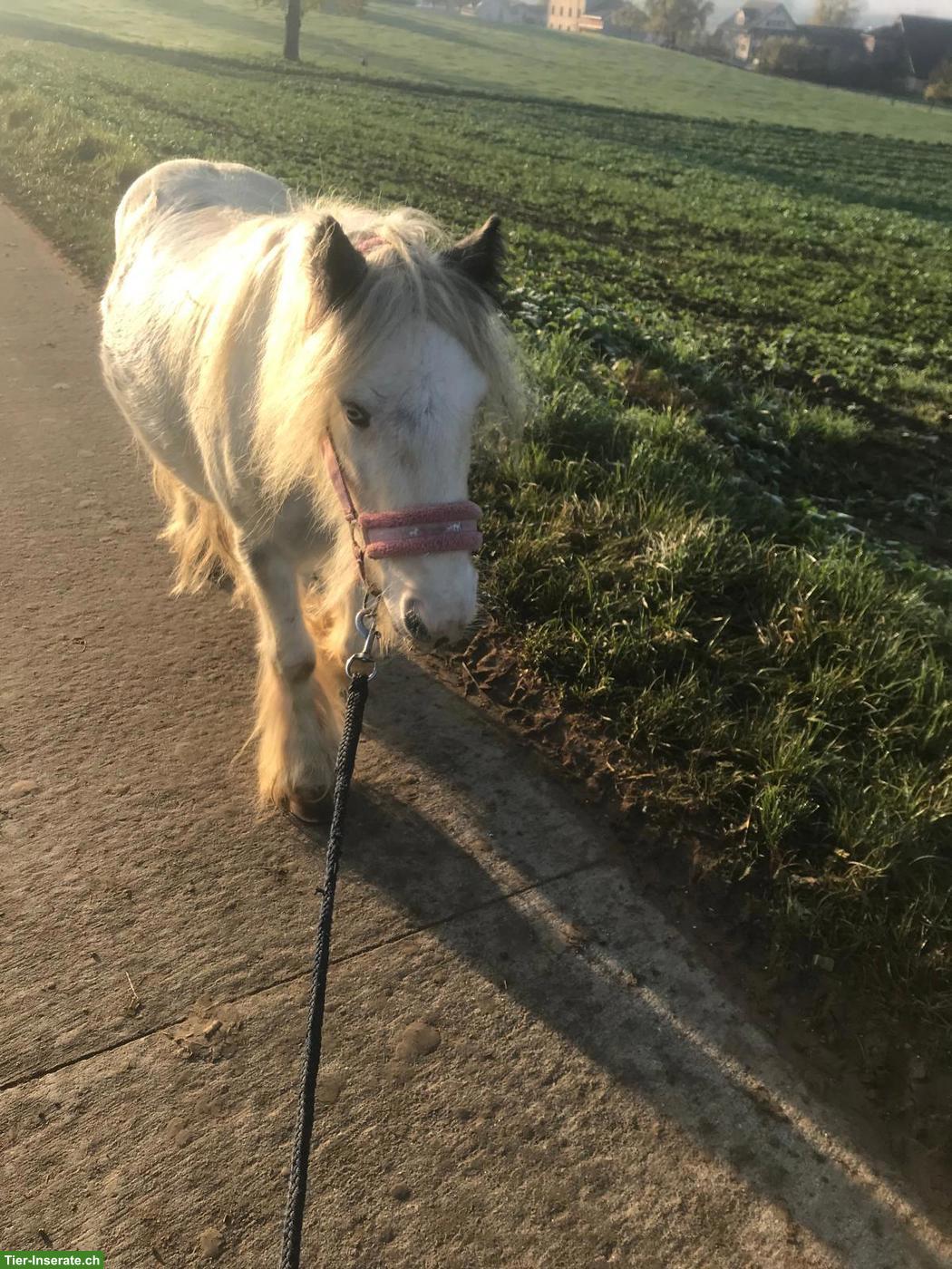 Bild 2: Tinker Kinderpony sucht liebevolles Zuhause