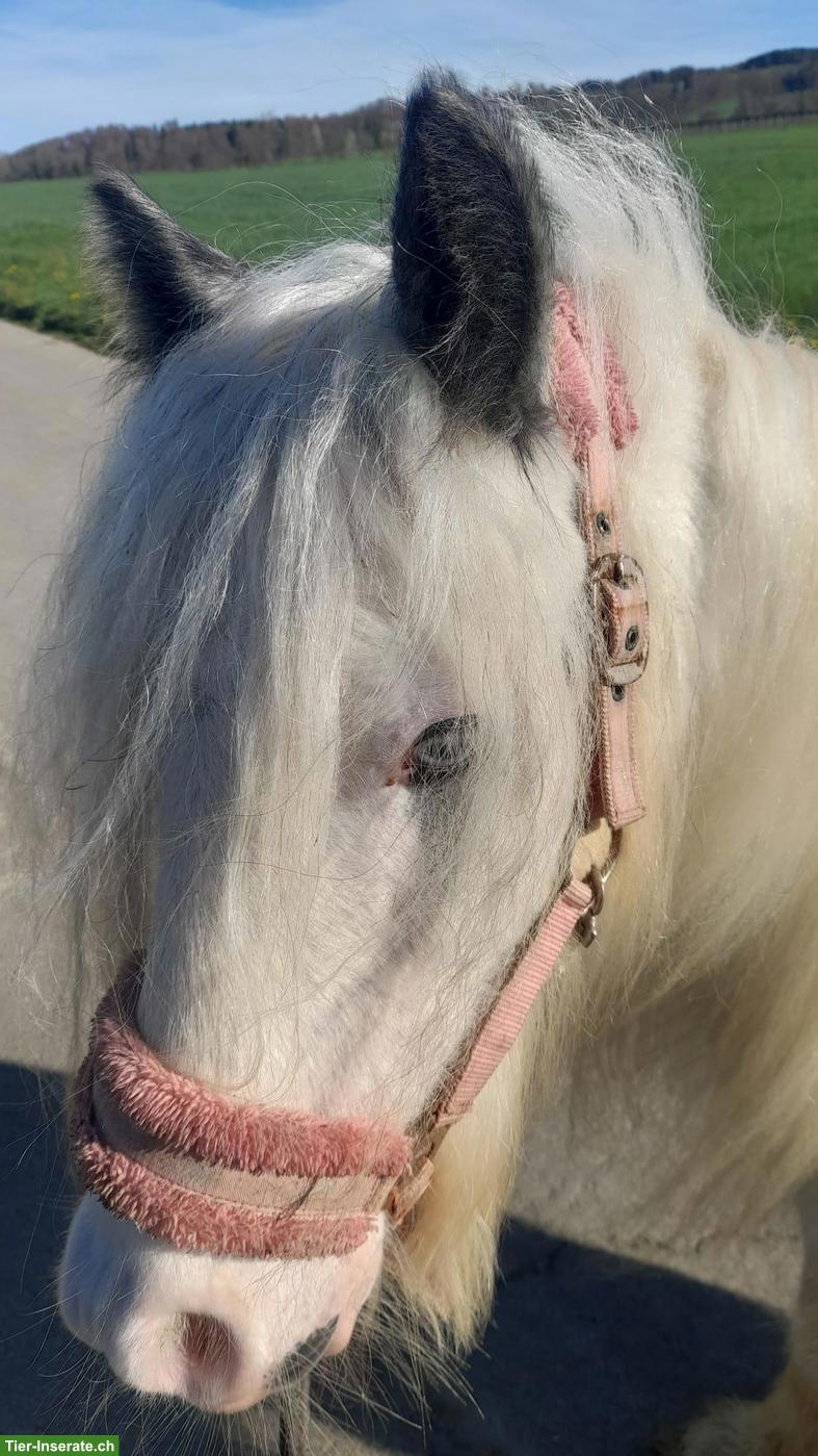 Bild 3: Tinker Kinderpony sucht liebevolles Zuhause