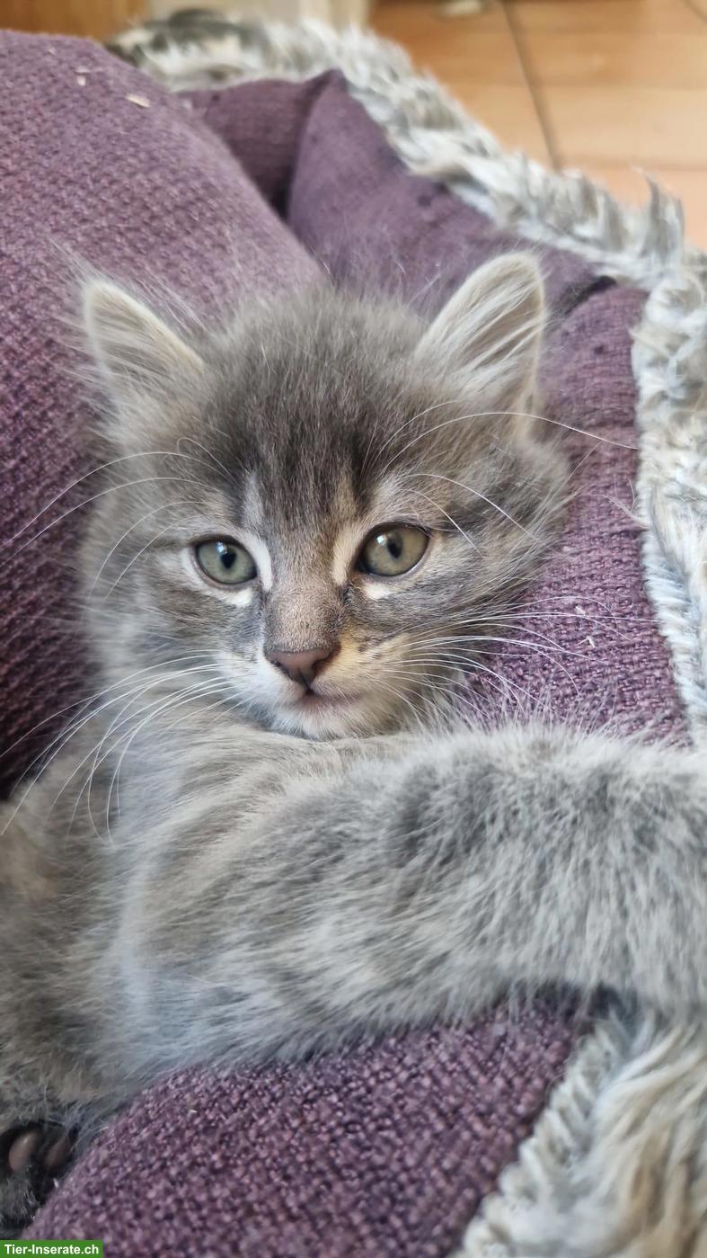 Ragdoll x EHK Mix Kätzchen