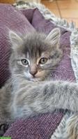 Ragdoll x EHK Mix Kätzchen