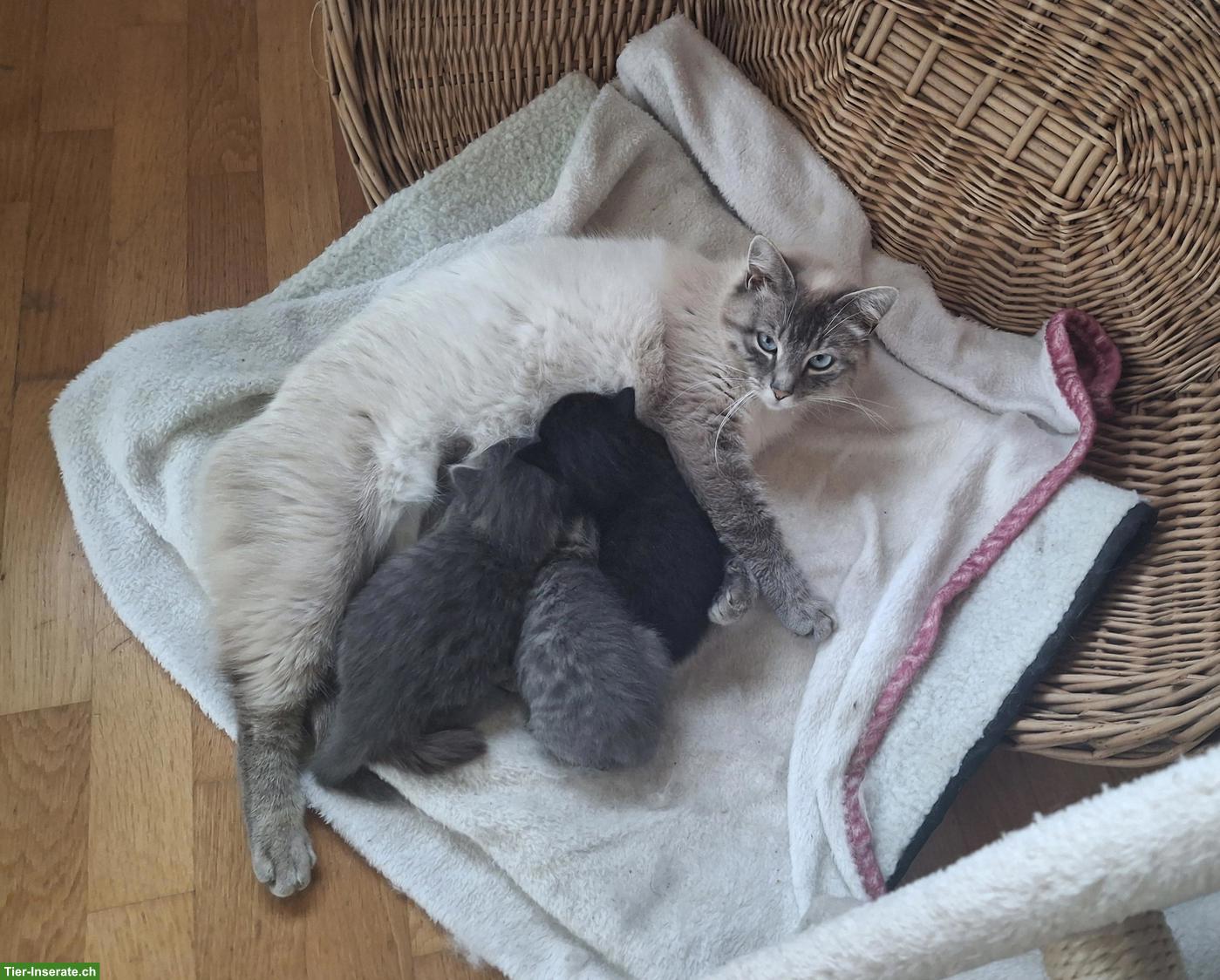 Bild 2: Ragdoll x EHK Mix Kätzchen