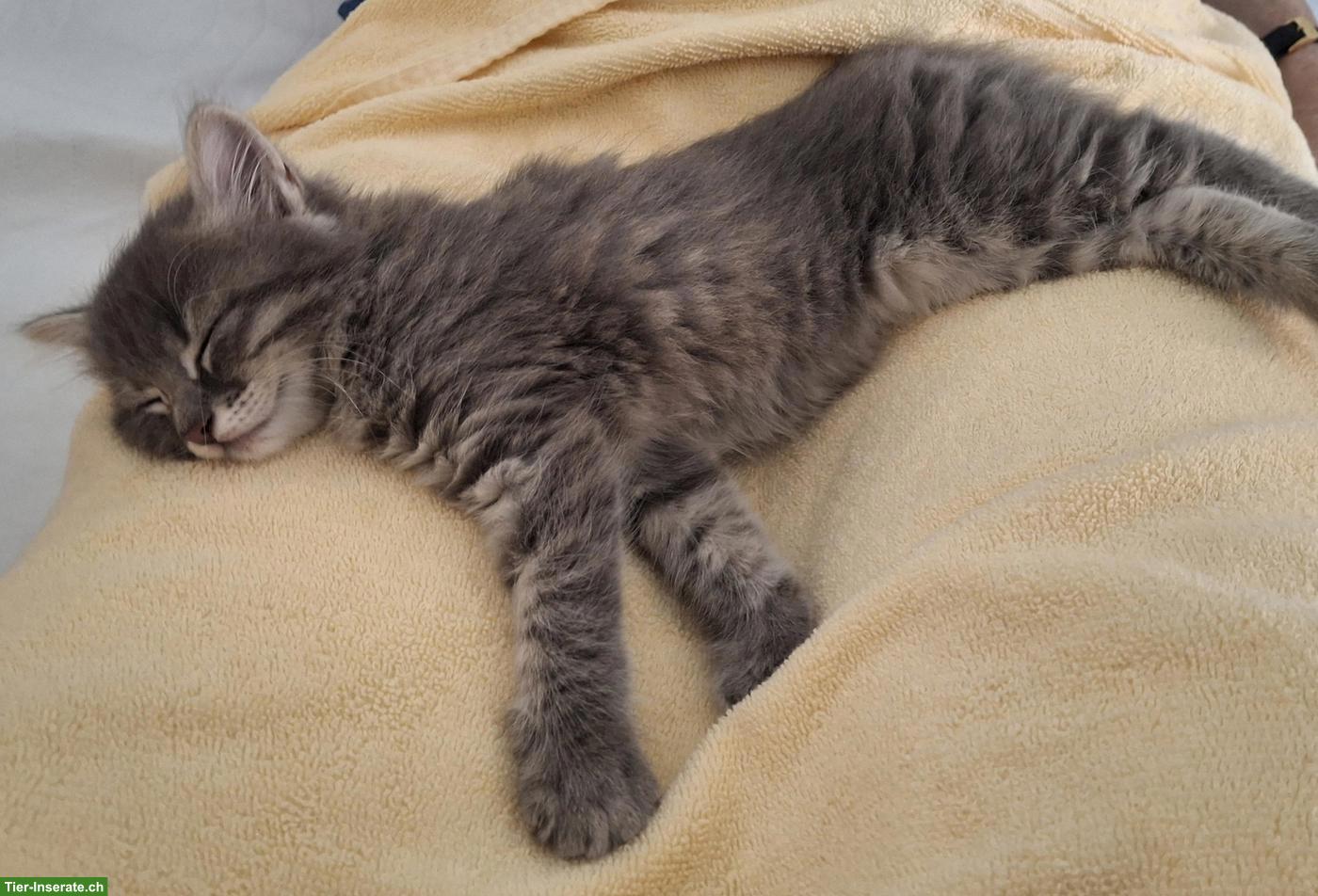 Bild 3: Ragdoll x EHK Mix Kätzchen