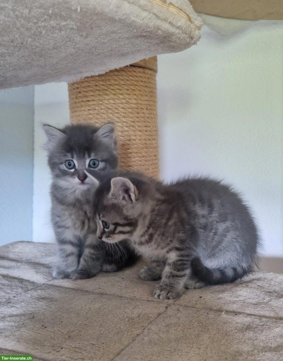 Bild 4: Ragdoll x EHK Mix Kätzchen