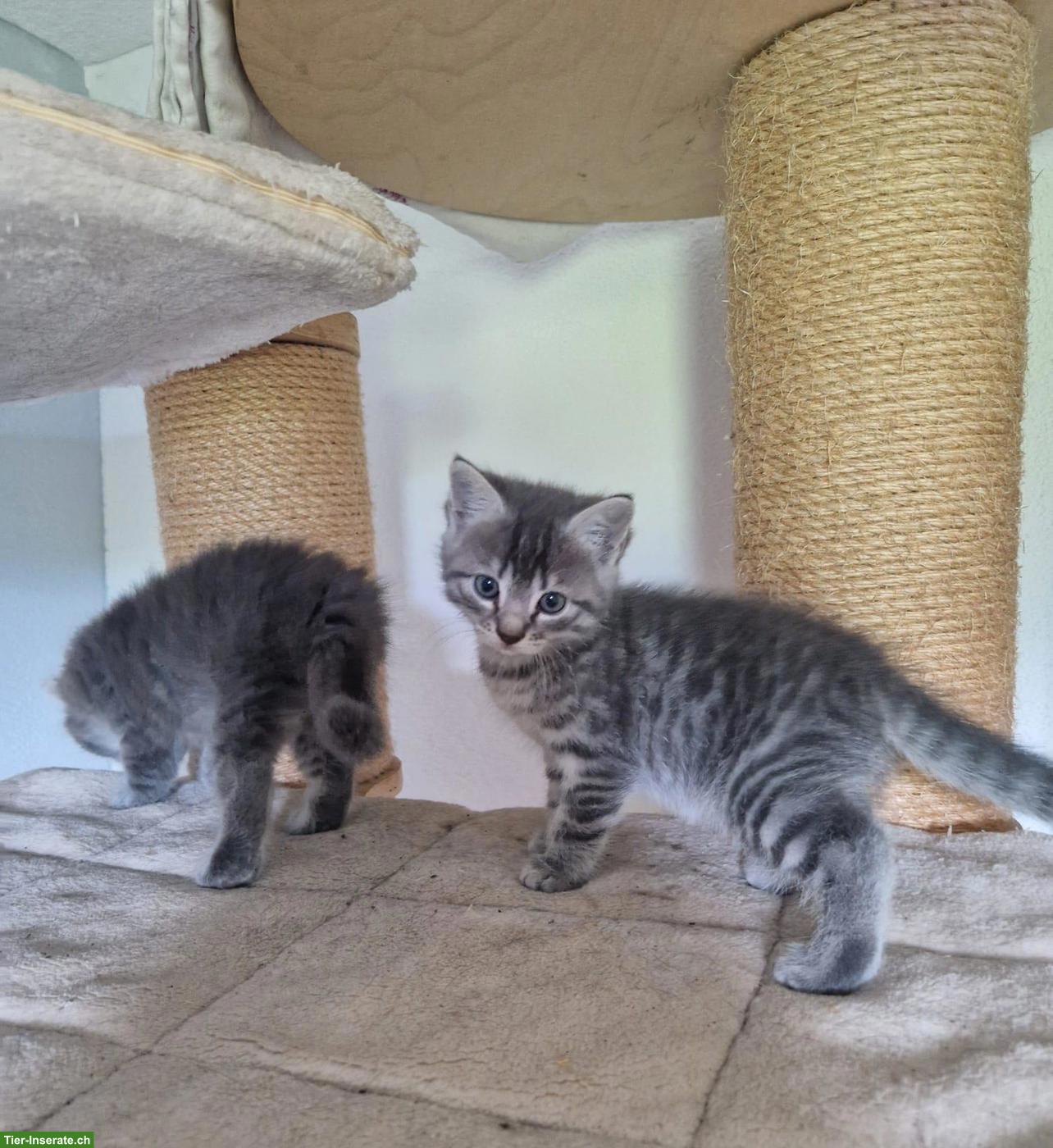 Bild 5: Ragdoll x EHK Mix Kätzchen
