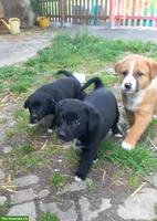 Mischlingswelpen, Labrador/Appenzeller x Belgischer Schäferhund