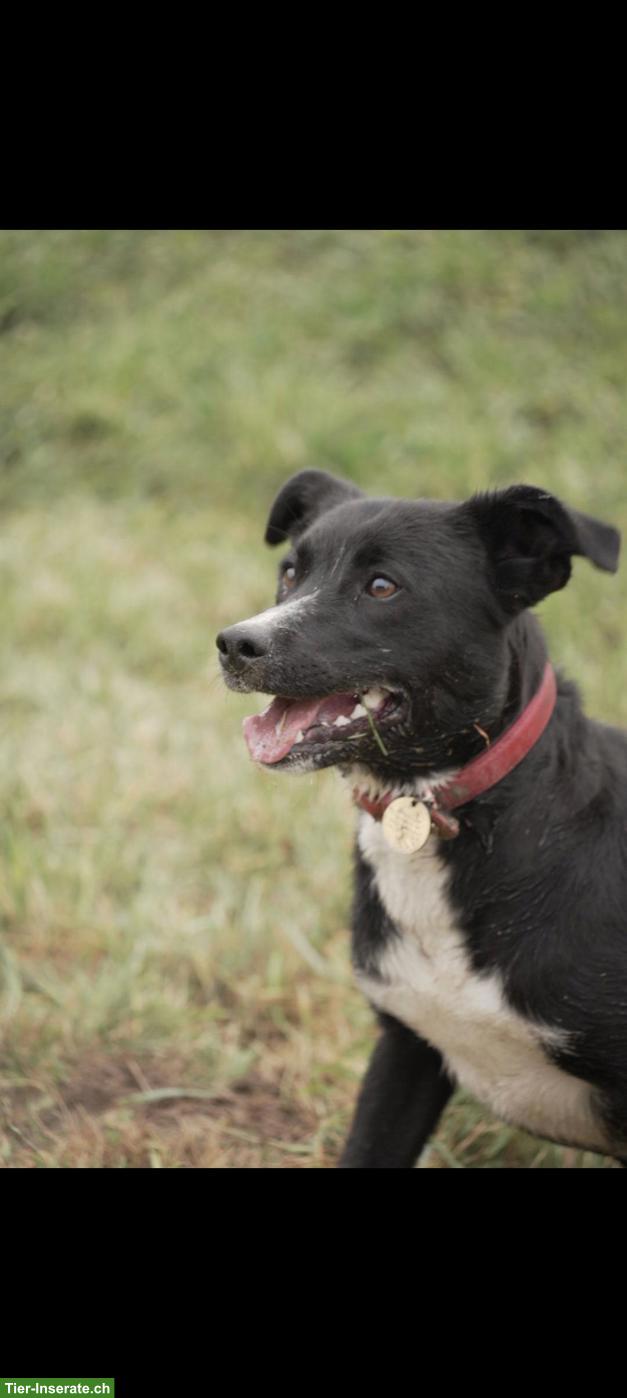 Bild 10: Mischlingswelpen, Labrador/Appenzeller x Belgischer Schäferhund