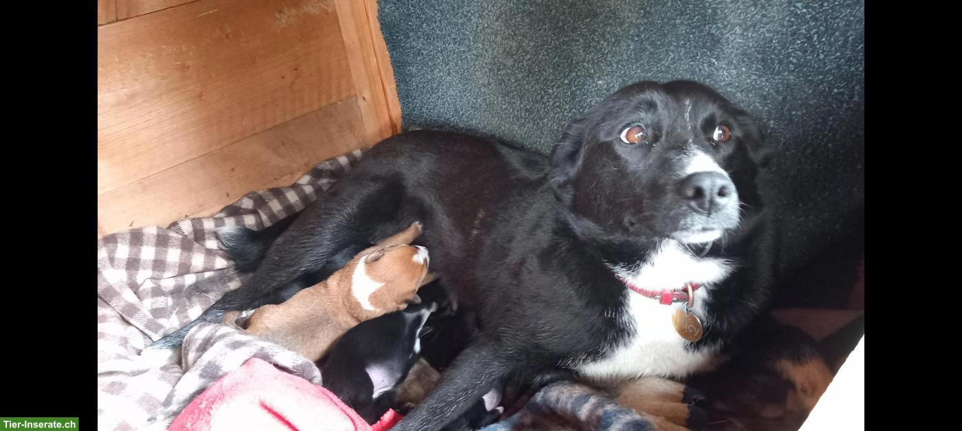 Bild 2: Mischlingswelpen, Labrador/Appenzeller x Belgischer Schäferhund