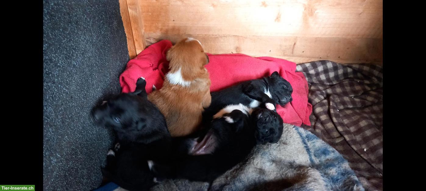 Bild 3: Mischlingswelpen, Labrador/Appenzeller x Belgischer Schäferhund