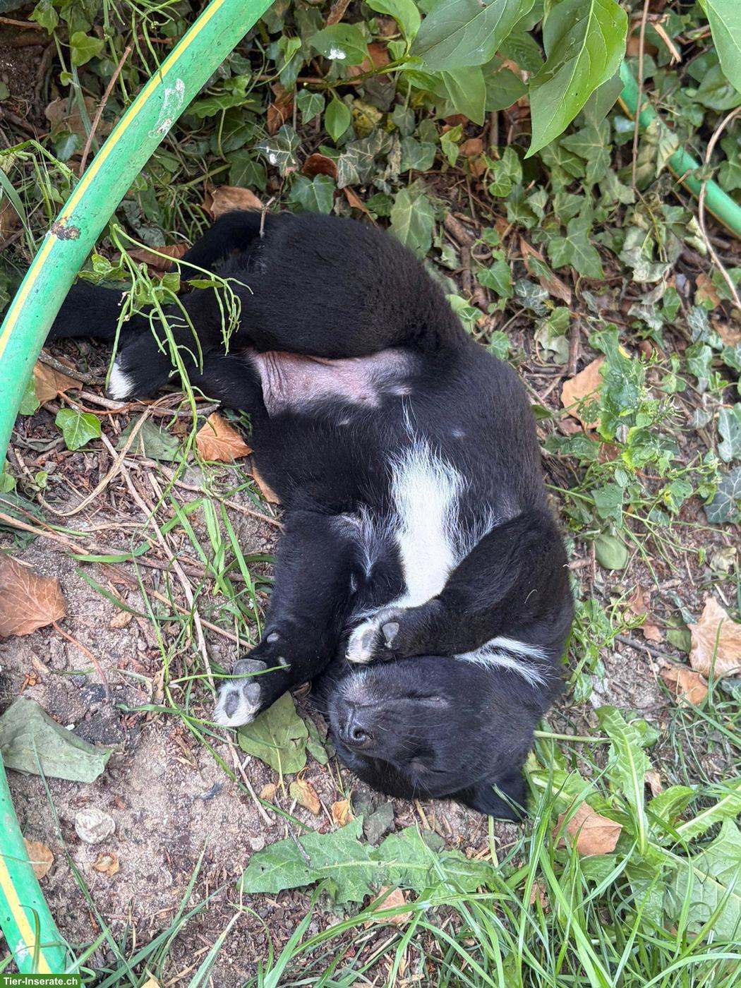 Bild 4: Mischlingswelpen, Labrador/Appenzeller x Belgischer Schäferhund