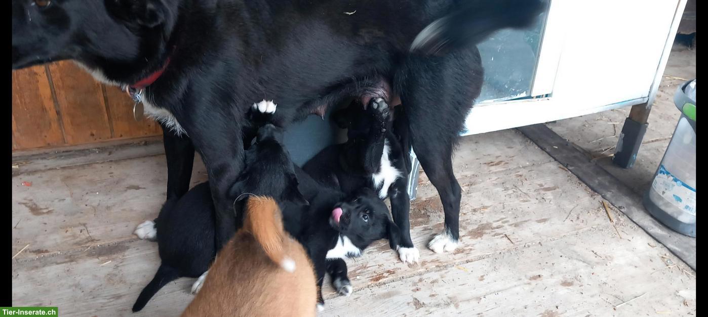 Bild 6: Mischlingswelpen, Labrador/Appenzeller x Belgischer Schäferhund