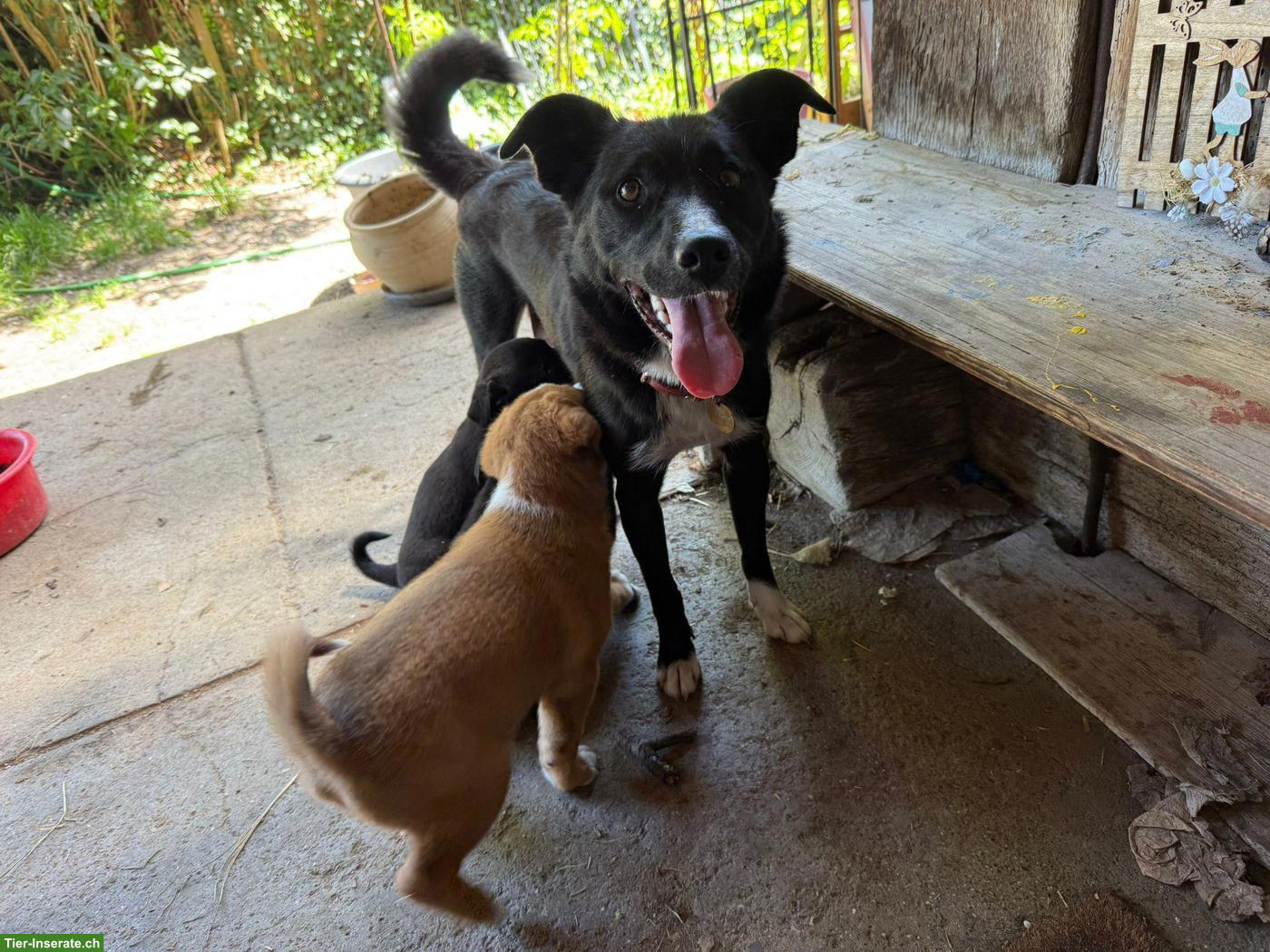 Bild 7: Mischlingswelpen, Labrador/Appenzeller x Belgischer Schäferhund