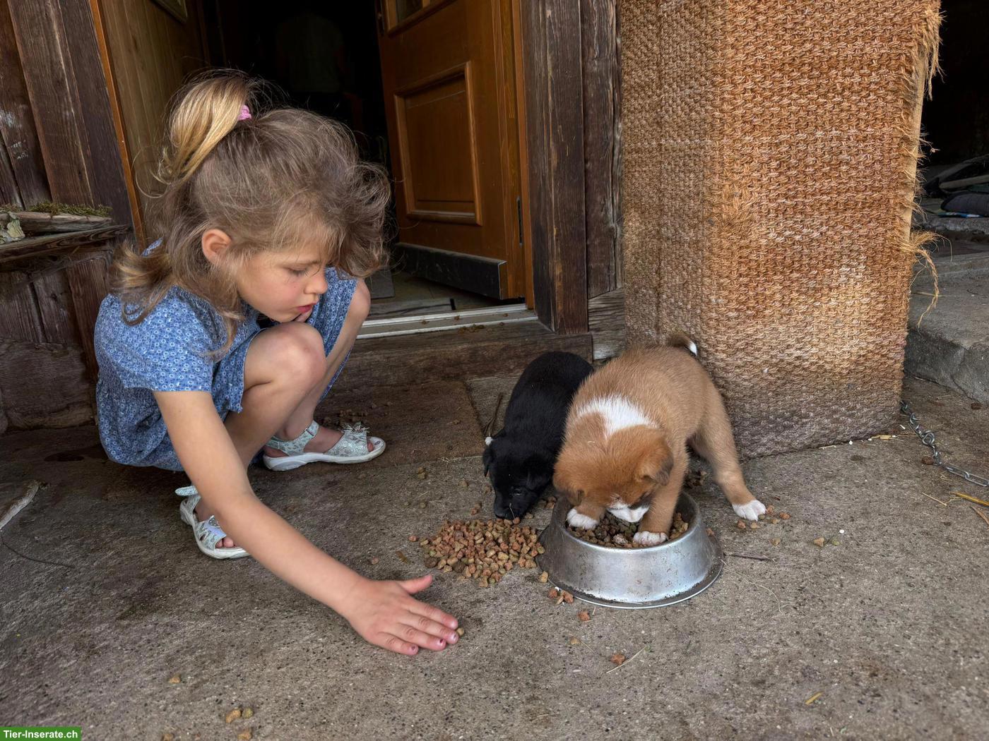 Bild 8: Mischlingswelpen, Labrador/Appenzeller x Belgischer Schäferhund