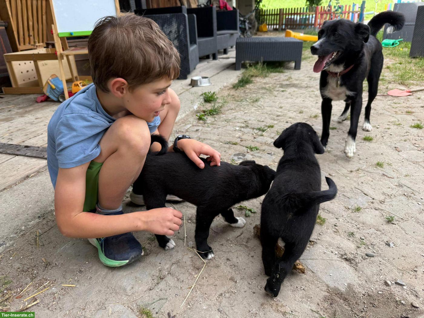 Bild 9: Mischlingswelpen, Labrador/Appenzeller x Belgischer Schäferhund