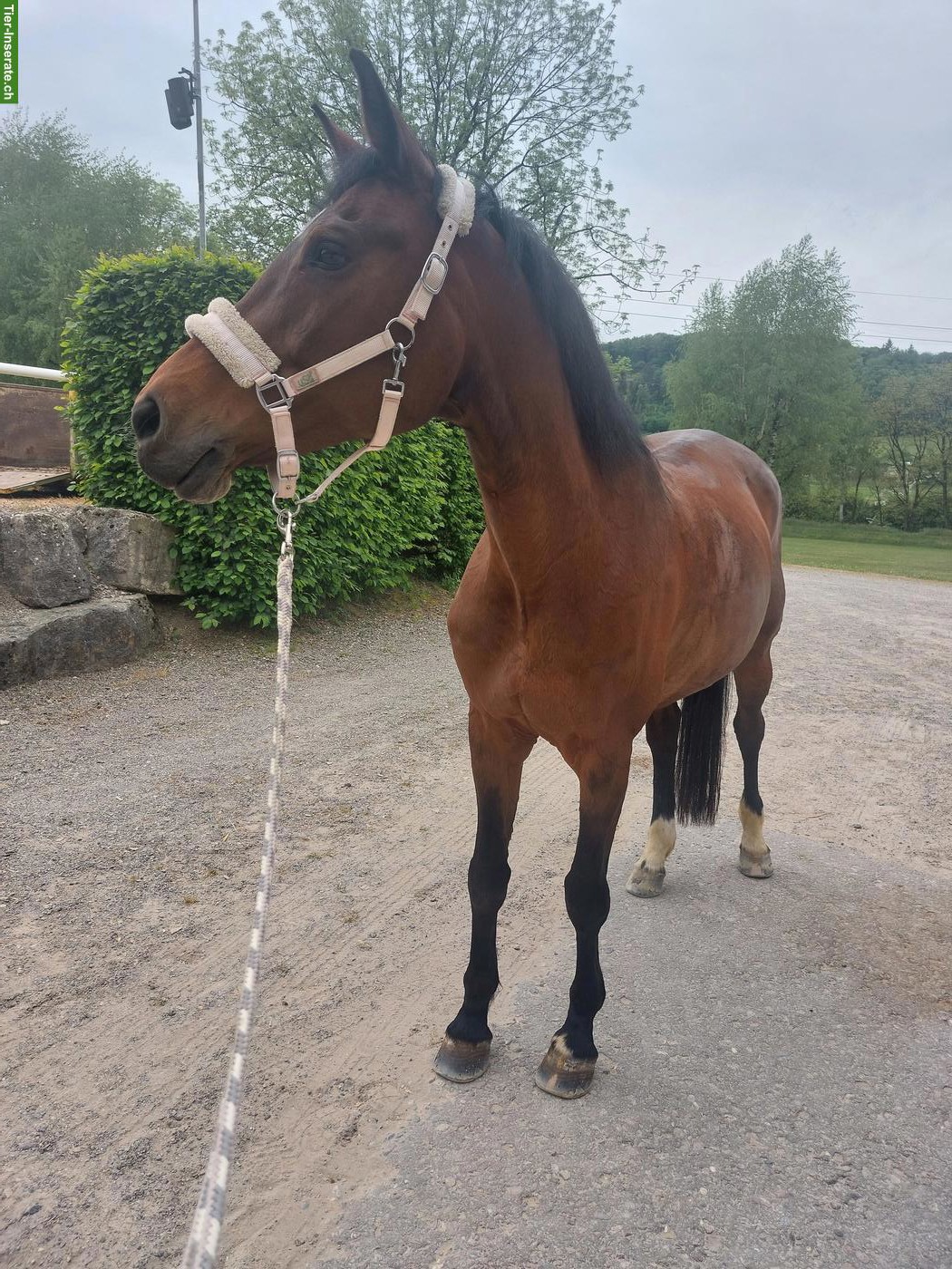 Reitbeteiligung auf Warmblut-Pferd in Gipf-Oberfrick