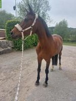 Reitbeteiligung auf Warmblut-Pferd in Gipf-Oberfrick