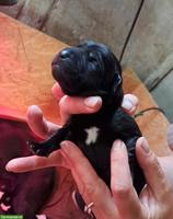 Labrador Welpen in Sonderfarbe
