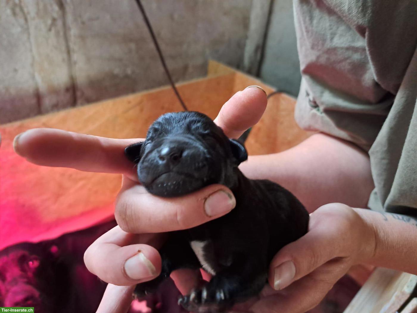 Bild 3: Labrador Welpen in Sonderfarbe