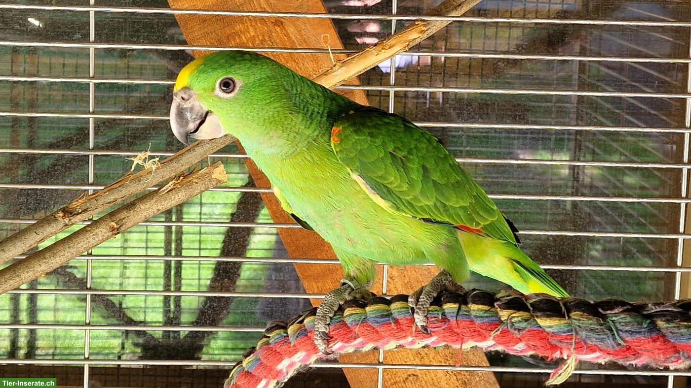 Gelbnackenamazone (Amazona auropalliata), 2 Hähne aus Naturbrut