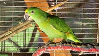 Gelbnackenamazone (Amazona auropalliata), 2 Hähne aus Naturbrut