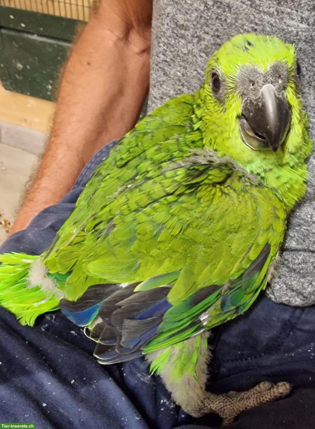 Bild 2: Gelbnackenamazone (Amazona auropalliata), 2 Hähne aus Naturbrut